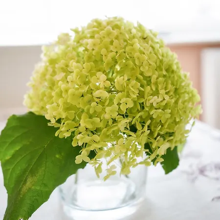 Goscinne Irga Starogard Gdański