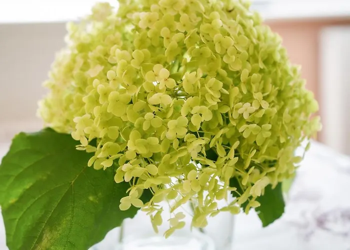 Goscinne Irga Starogard Gdański